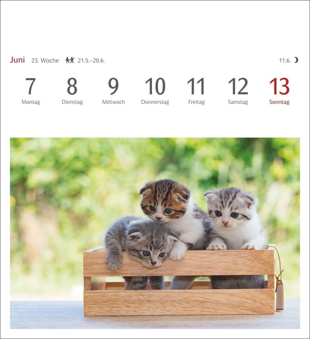 Katzen Postkartenkalender 2027 - Wochenkalender mit 53 Postkarten: Jede Woche ein süßes Kätzchen im Postkarten-Fotokalender. Tischkalender für Katzenfans
