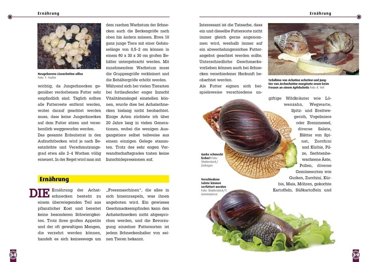 Achatschnecken: Die Familie Achatinidae (Buchreihe Art für Art Terraristik)