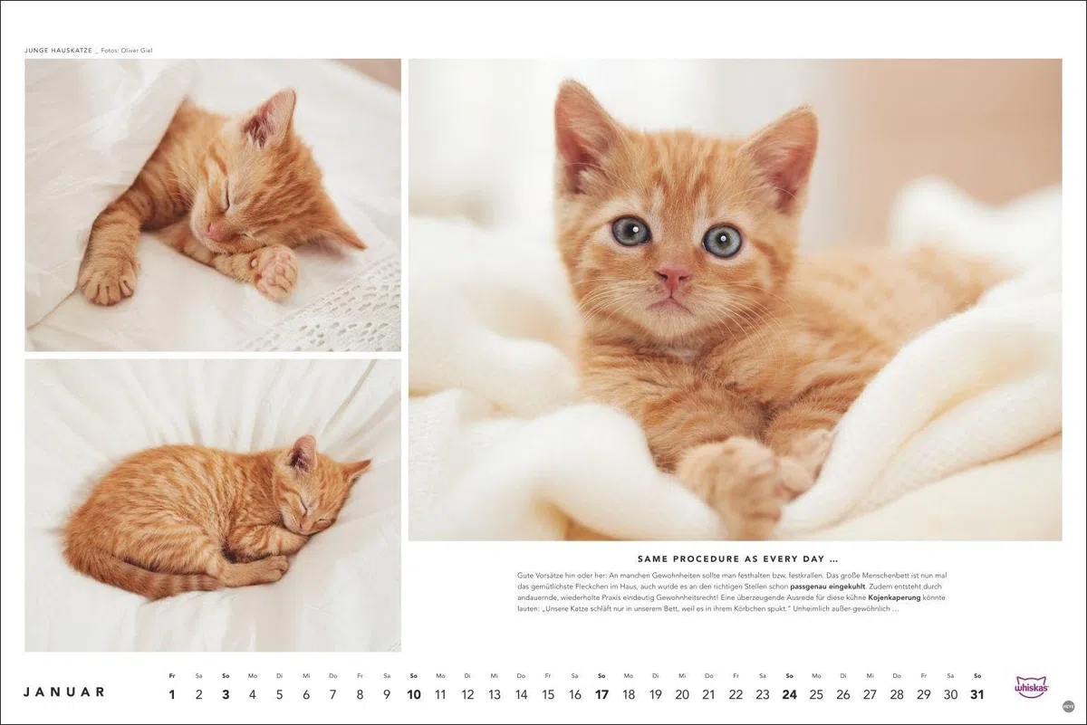 Whiskas Katzenkalender 2027: Foto-Wandkalender mit süßen Katzen und lustigen Geschichten. Wandkalender 2027 in schönem Design. Bildkalender 2027. Querformat 45 x 30 cm.
