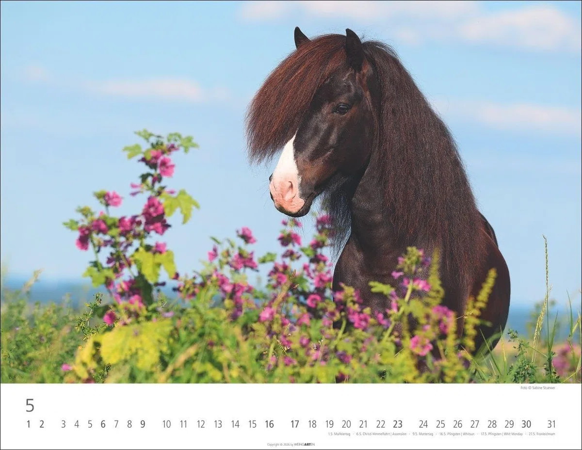 Islandpferde Kalender 2027: Fotokalender mit Porträts der charaktervollen Pferderasse. Großer Wandkalender von Sabine Stuewer. 44 x 34 cm Querformat