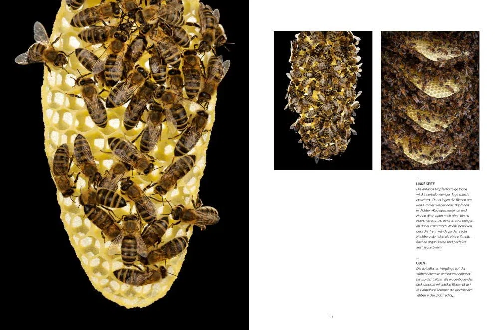 Honigbienen - Geheimnisvolle Waldbewohner: Bildband Naturfotograie