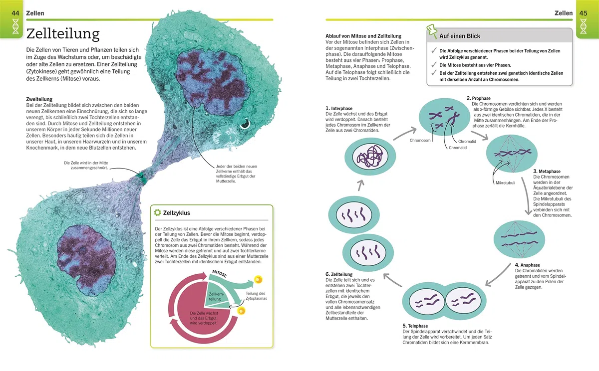 Visuelles Wissen. Biologie: Der anschauliche Einstieg in alle Themenbereiche. Schulbegleitend für Schüler*innen ab 12 Jahren bis zum Abschluss