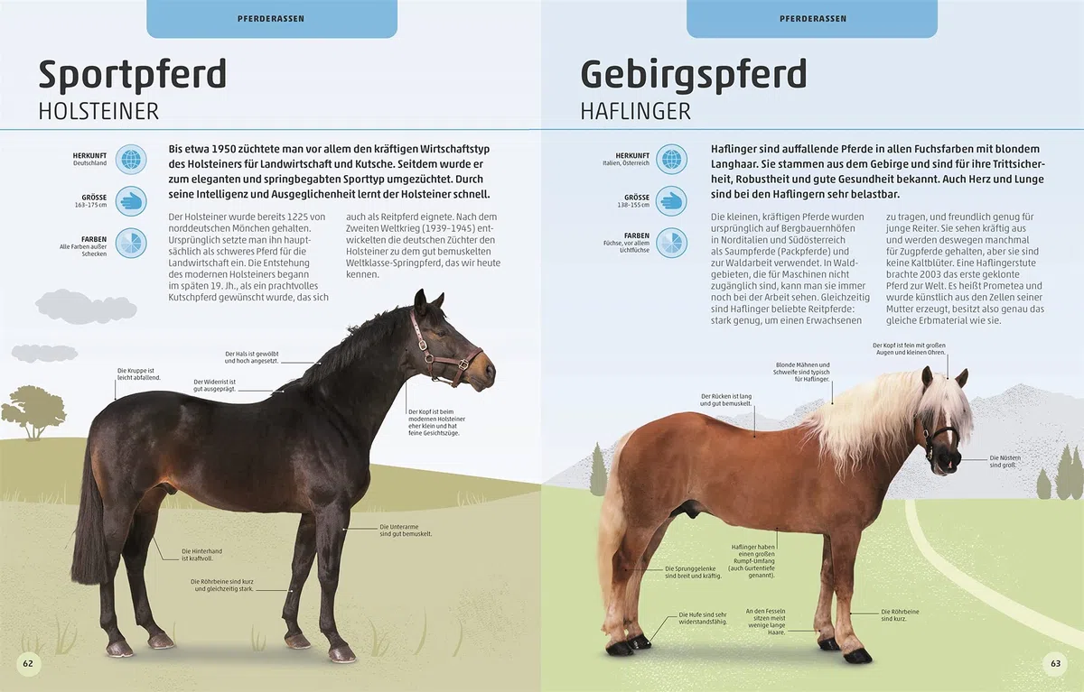 Pferde und Ponys: Rassen, Haltung, Pflege: Alles, was du wissen musst