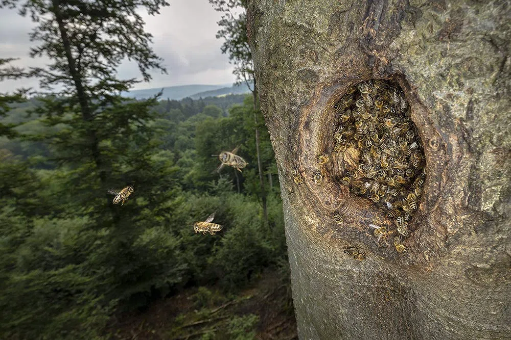 Honigbienen - Geheimnisvolle Waldbewohner: Bildband Naturfotograie