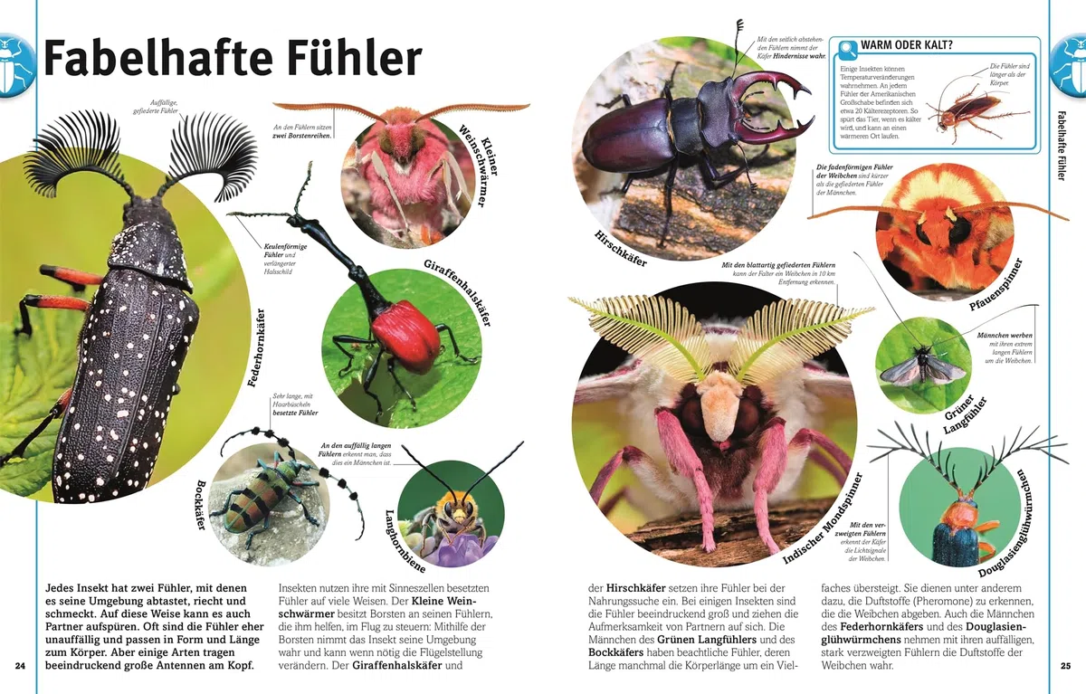 Unsere Welt in 1000 Bildern. Insekten: Käfer, Spinnen, Schmetterlinge und Skorpione. Die Welt der Gliederfüßer einfach erklärt. Für Kinder ab 8 Jahren