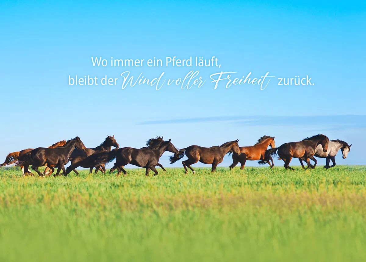 Edition Seidel Premium Kalender Pferde Wochenkalender 2026 Format DIN A4 Wandkalender Pferdekalender mit vielen Bildern und schönen Sprüchen Tiere Pferd Stute Fohlen