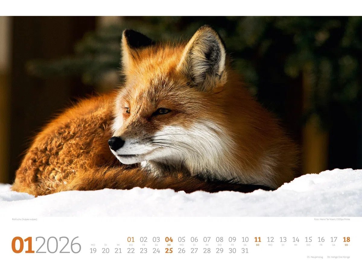 Tierwelt Wald Kalender 2026 | Bildstarker Tier-Kalender im Querformat (45x33 cm) | Heimische Wildtiere in ihrem Lebensraum