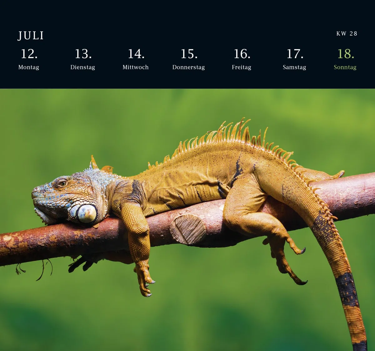 Postkartenkalender 2027: Von Pechvögeln und bunten Hunden: Ein tierisch guter Wochenkalender | Zum Aufstellen, Tischkalender mit Spiralbindung und 53 Postkarten zum Heraustrennen