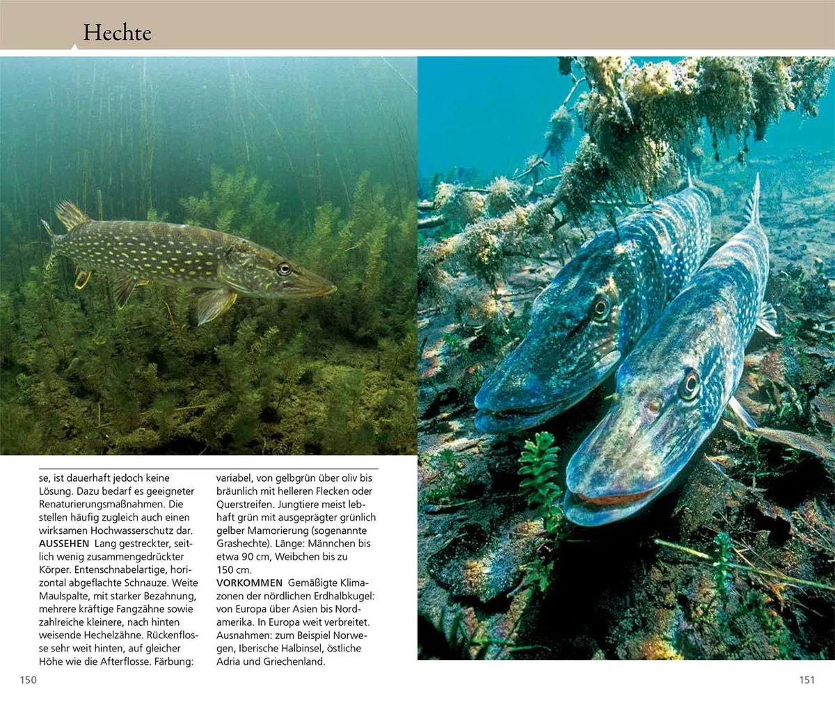 Welcher Fisch ist das?: KOSMOS - Naturführer für Süßwasserfische Mitteleuropas - Alle Fische in ihrem natürlichen Gewässer