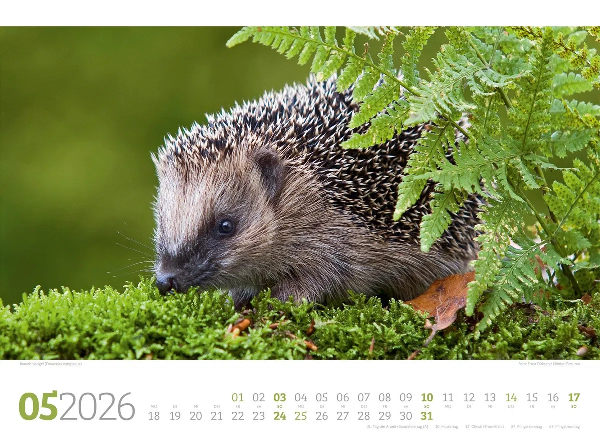 Tierwelt Wald Kalender 2026 | Bildstarker Tier-Kalender im Querformat (45x33 cm) | Heimische Wildtiere in ihrem Lebensraum