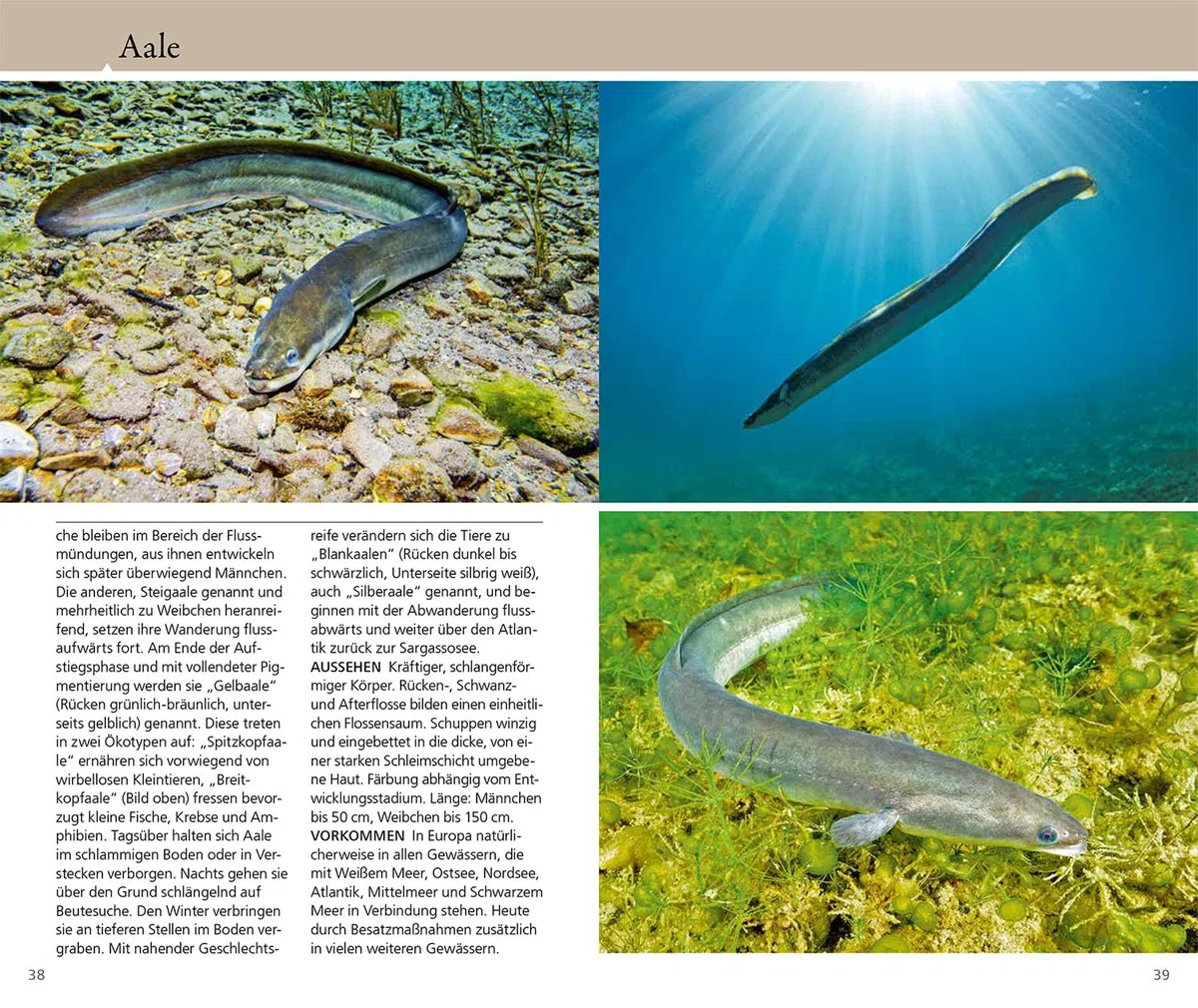 Welcher Fisch ist das?: KOSMOS - Naturführer für Süßwasserfische Mitteleuropas - Alle Fische in ihrem natürlichen Gewässer