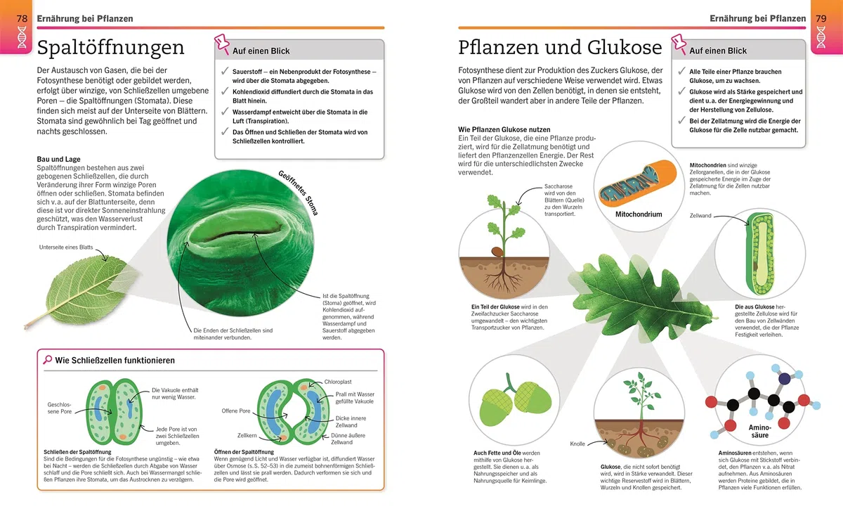 Visuelles Wissen. Biologie: Der anschauliche Einstieg in alle Themenbereiche. Schulbegleitend für Schüler*innen ab 12 Jahren bis zum Abschluss