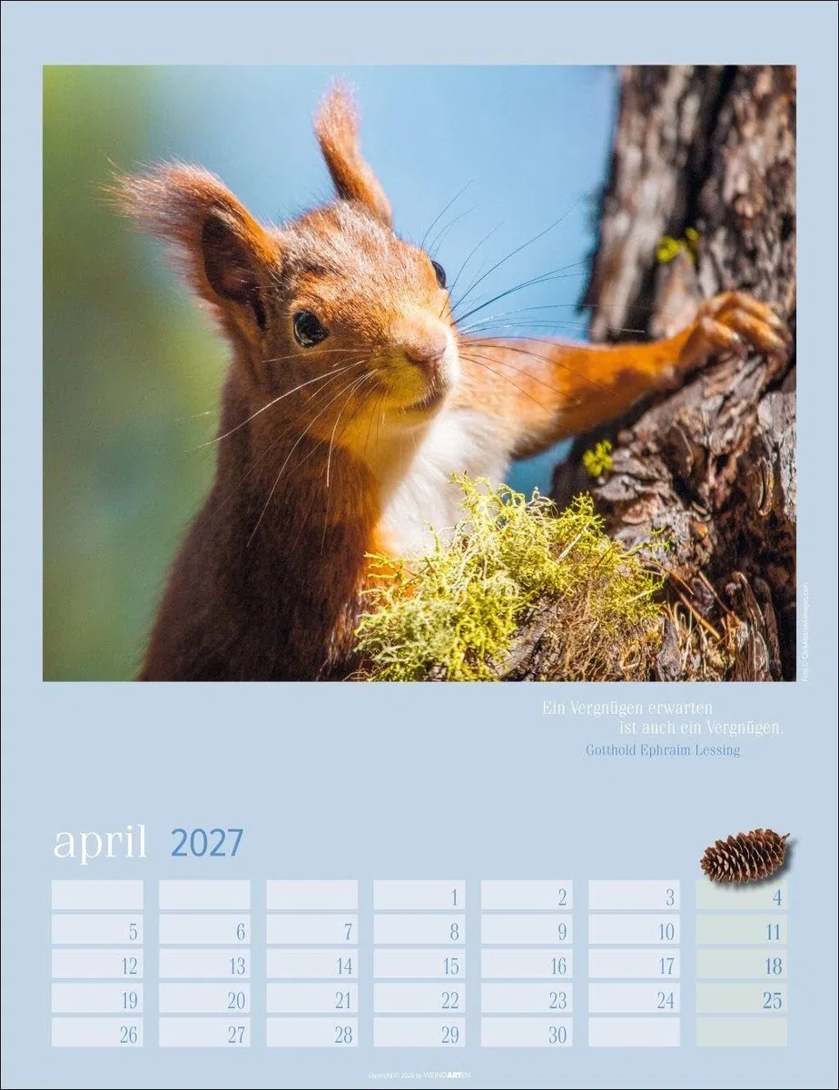 Eichhörnchen Kalender 2027: Fotokalender zum Aufhängen. Mit süßen Eichhörnchen-Bildern und Zitaten für jeden Monat. Tierkalender mit Platz zum Eintragen. 30 x 39 cm