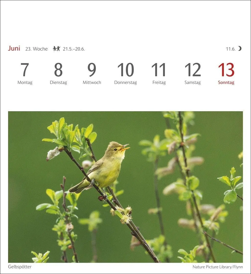 Heimische Vögel Postkartenkalender 2027 - Wochenkalender mit 53 Postkarten: Wochenkalender im Postkarten-Format mit Vogelporträts. Tischkalender mit ... neuen Postkarten zum Sammeln und Verschicken
