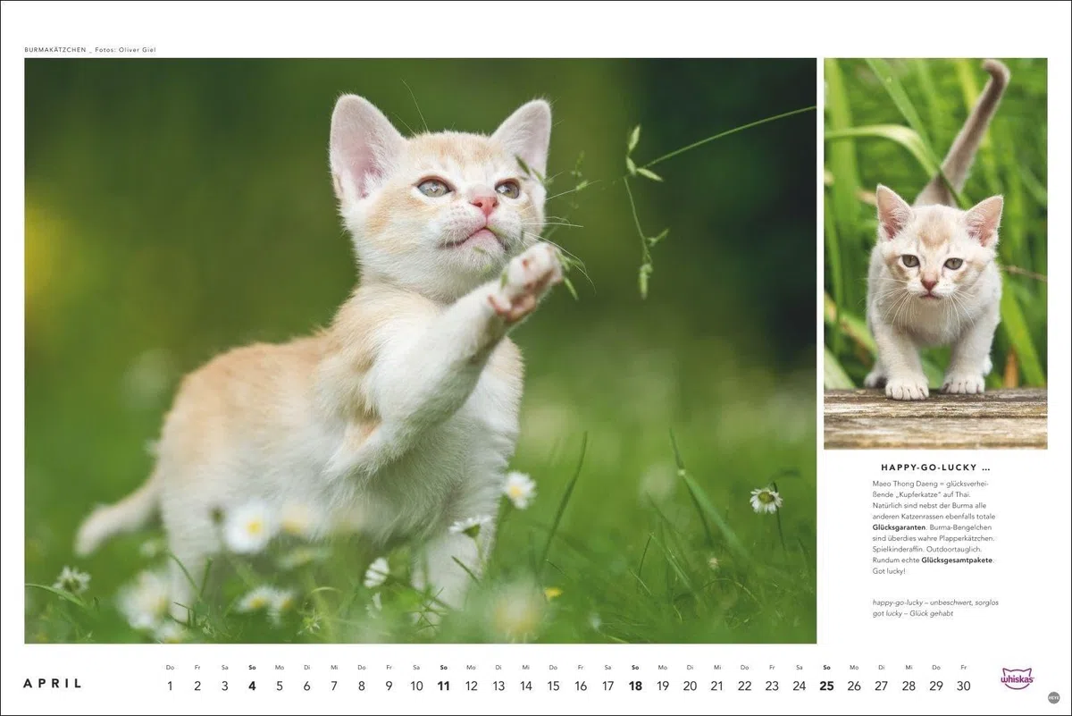 Whiskas Katzenkalender 2027: Foto-Wandkalender mit süßen Katzen und lustigen Geschichten. Wandkalender 2027 in schönem Design. Bildkalender 2027. Querformat 45 x 30 cm.