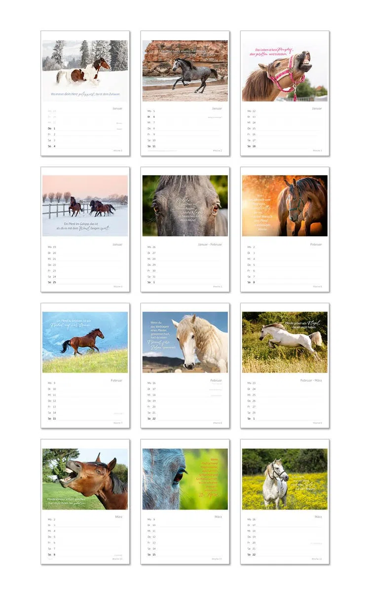 Edition Seidel Premium Kalender Pferde Wochenkalender 2026 Format DIN A4 Wandkalender Pferdekalender mit vielen Bildern und schönen Sprüchen Tiere Pferd Stute Fohlen