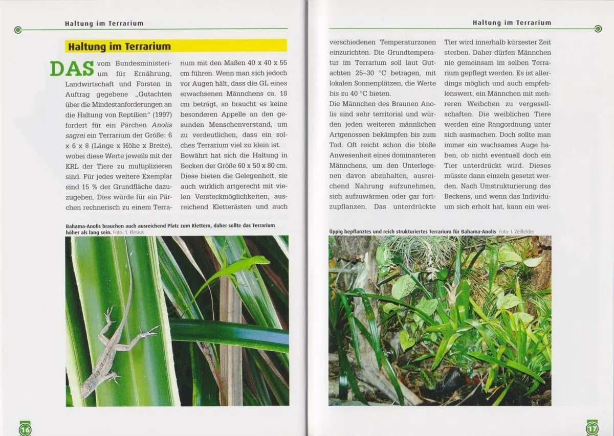 Der Bahama-Anolis: Anolis sagrei (Buchreihe Art für Art Terraristik)