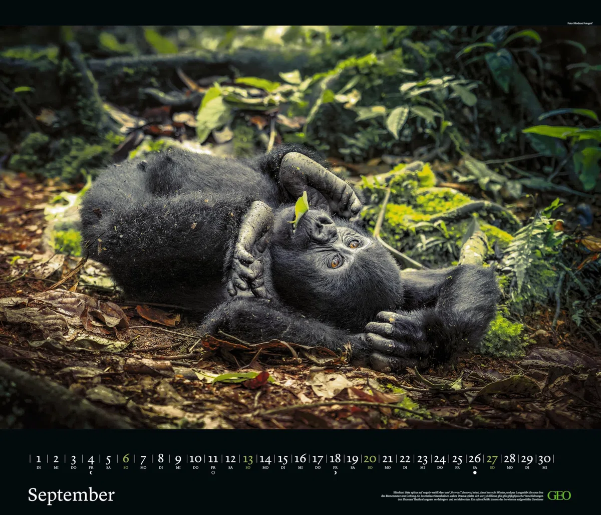 GEO - GEO Edition: Tierwelten 2026 – Wandkalender 70x60 cm, Tier-Poster-Kalender mit Wildlife-Fotografie, 12 Monatsblätter & Spiralbindung inkl. Postkarten für Tier- und Naturfreunde