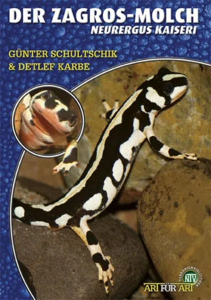 Der Zagros-Molch: Neurergus kaiseri