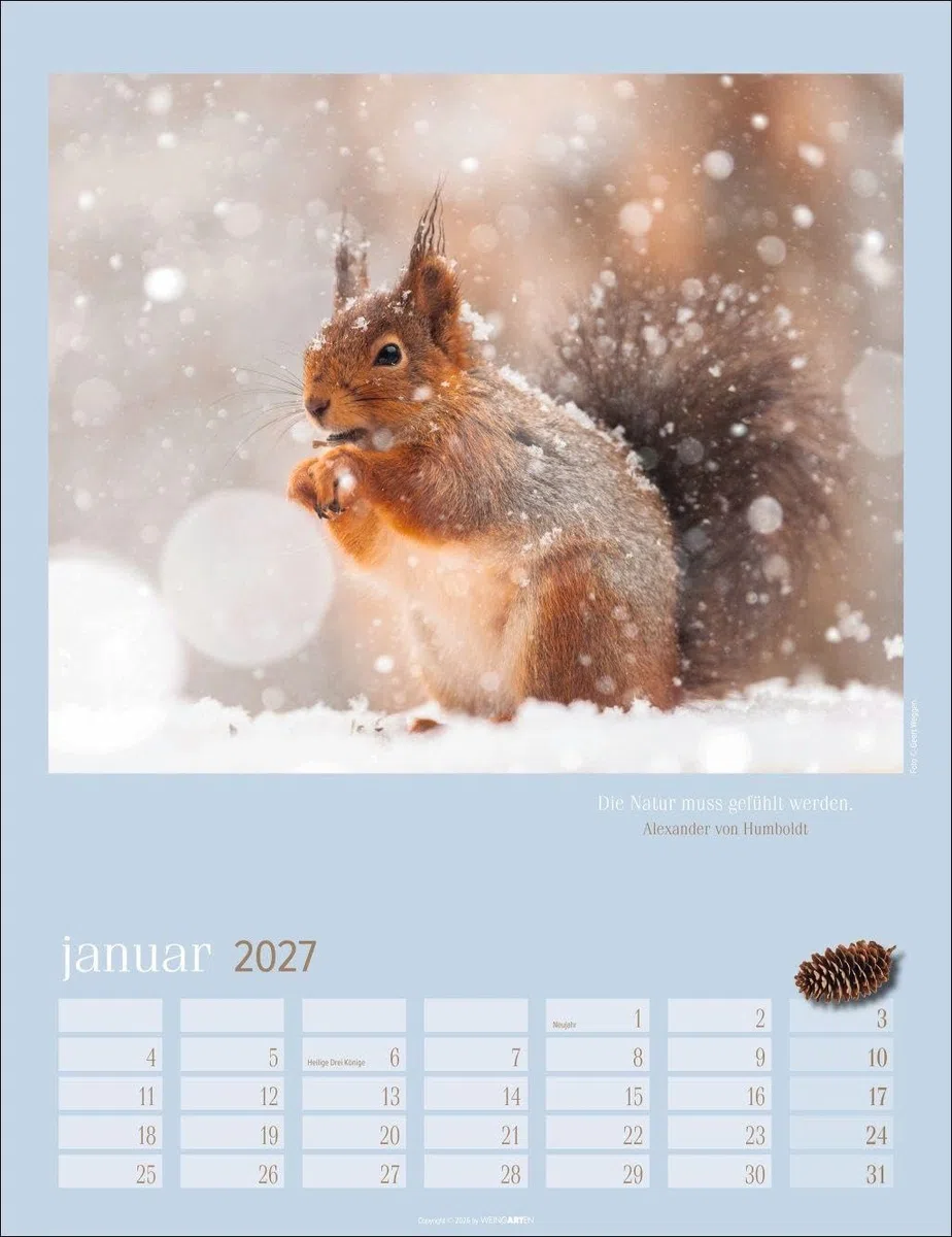 Eichhörnchen Kalender 2027: Fotokalender zum Aufhängen. Mit süßen Eichhörnchen-Bildern und Zitaten für jeden Monat. Tierkalender mit Platz zum Eintragen. 30 x 39 cm