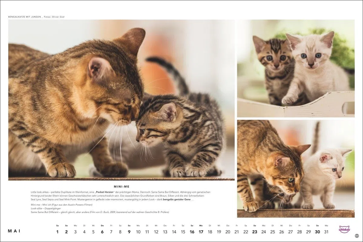 Whiskas Katzenkalender 2027: Foto-Wandkalender mit süßen Katzen und lustigen Geschichten. Wandkalender 2027 in schönem Design. Bildkalender 2027. Querformat 45 x 30 cm.