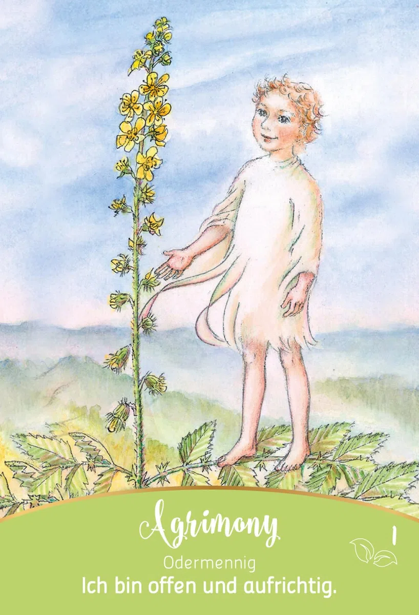 Bachblüten-Botschaften - Wie die Seelenpflanzen dir helfen: Set mit Anleitung und 39 Karten