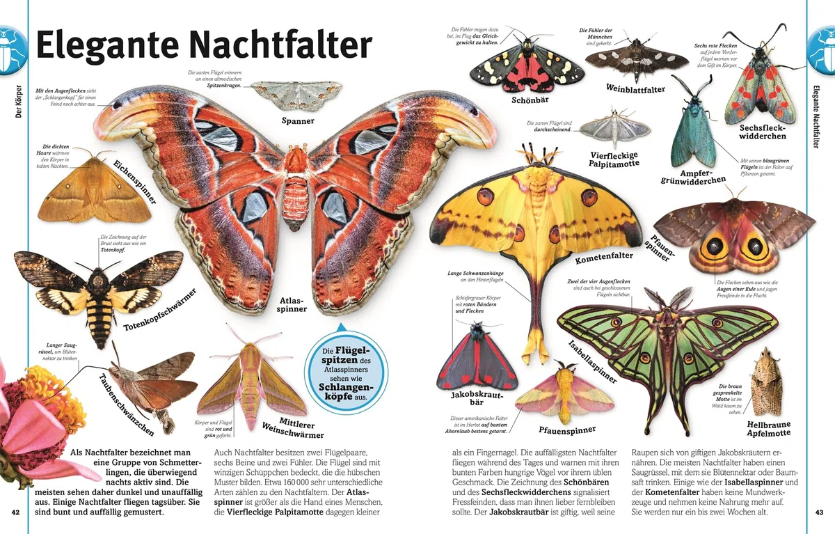 Unsere Welt in 1000 Bildern. Insekten: Käfer, Spinnen, Schmetterlinge und Skorpione. Die Welt der Gliederfüßer einfach erklärt. Für Kinder ab 8 Jahren
