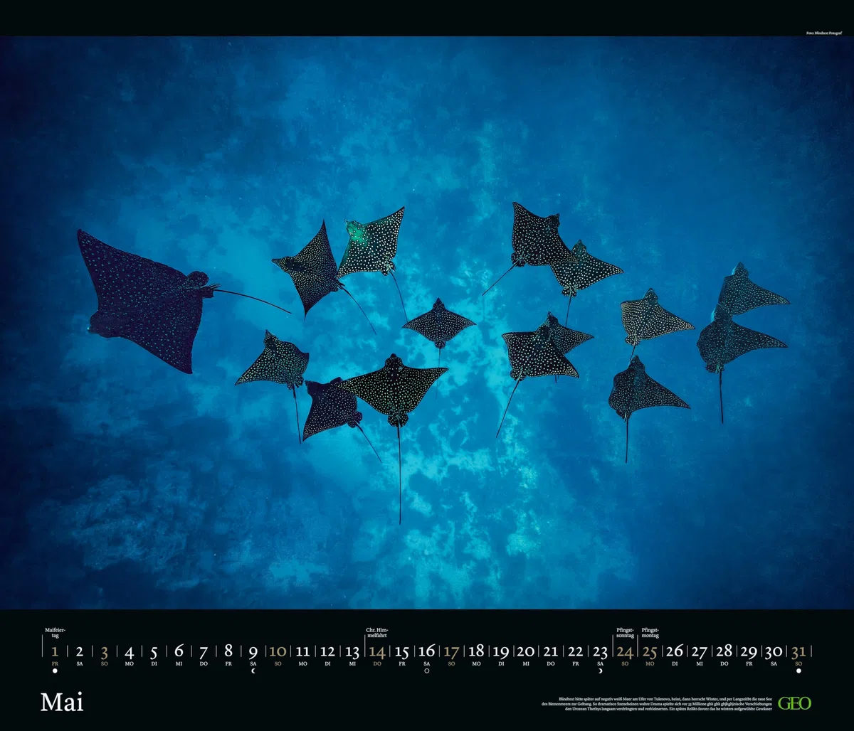 GEO - GEO Edition: Tierwelten 2026 – Wandkalender 70x60 cm, Tier-Poster-Kalender mit Wildlife-Fotografie, 12 Monatsblätter & Spiralbindung inkl. Postkarten für Tier- und Naturfreunde