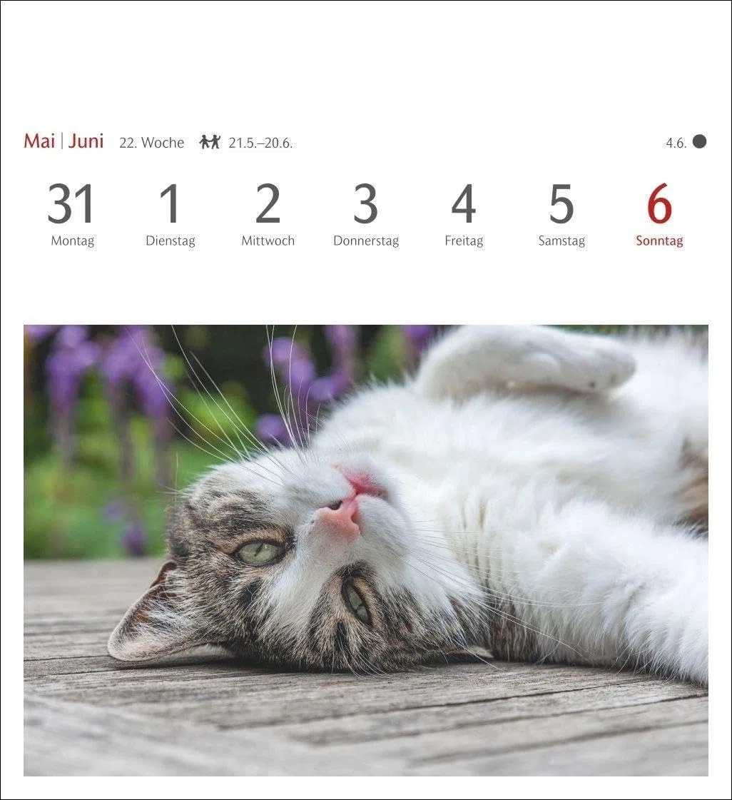Katzen Postkartenkalender 2027 - Wochenkalender mit 53 Postkarten: Jede Woche ein süßes Kätzchen im Postkarten-Fotokalender. Tischkalender für Katzenfans