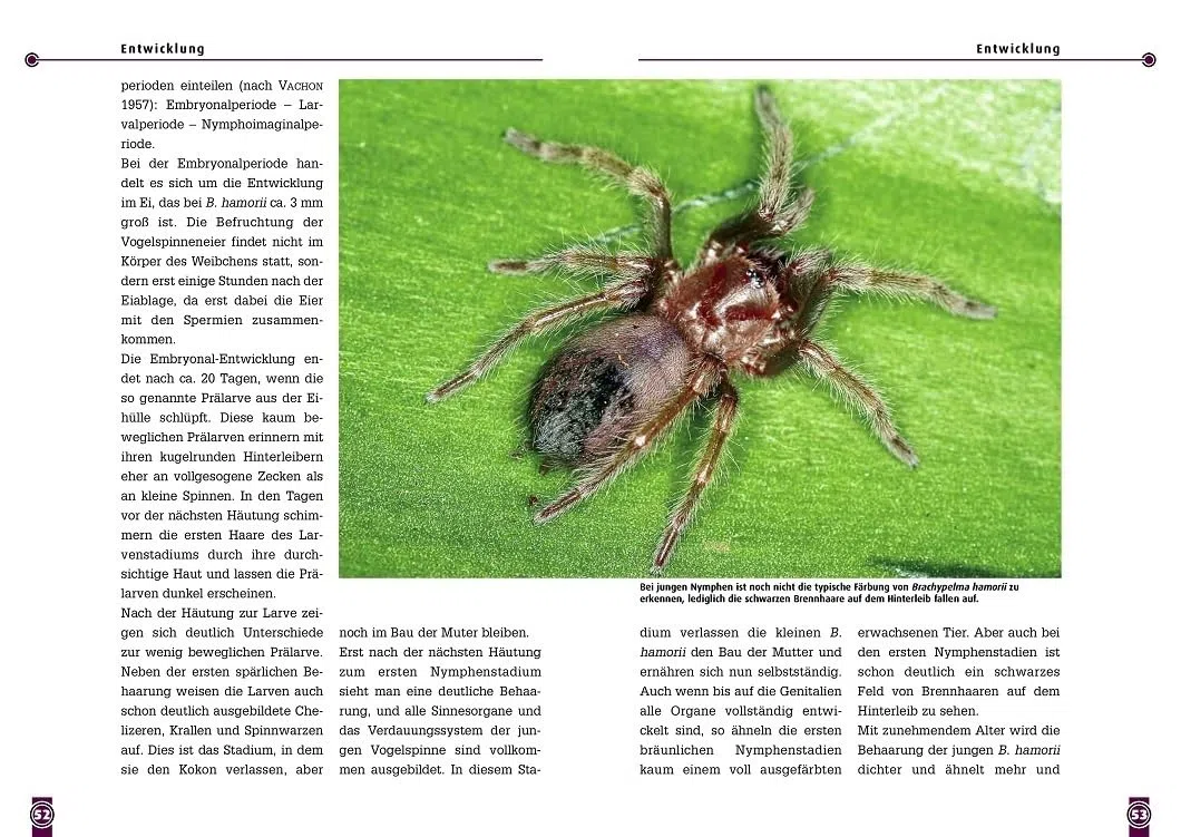 Die Rotknievogelspinne. Brachypelma smithi