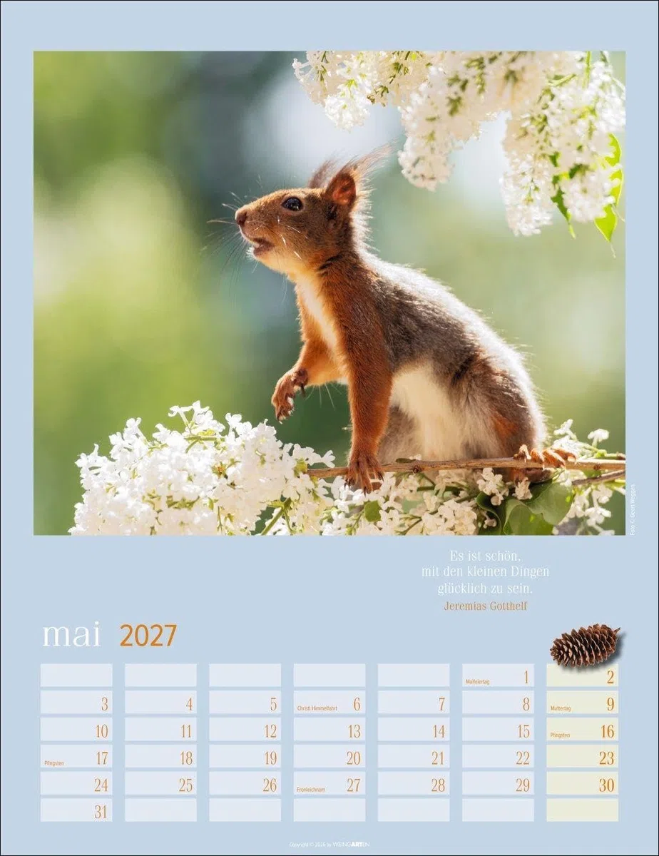 Eichhörnchen Kalender 2027: Fotokalender zum Aufhängen. Mit süßen Eichhörnchen-Bildern und Zitaten für jeden Monat. Tierkalender mit Platz zum Eintragen. 30 x 39 cm