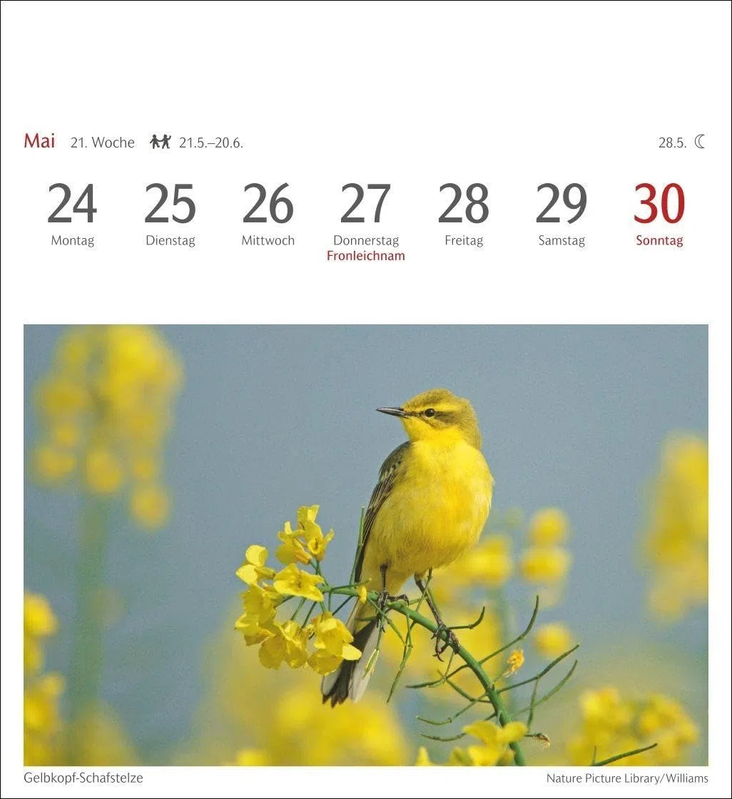 Heimische Vögel Postkartenkalender 2027 - Wochenkalender mit 53 Postkarten: Wochenkalender im Postkarten-Format mit Vogelporträts. Tischkalender mit ... neuen Postkarten zum Sammeln und Verschicken