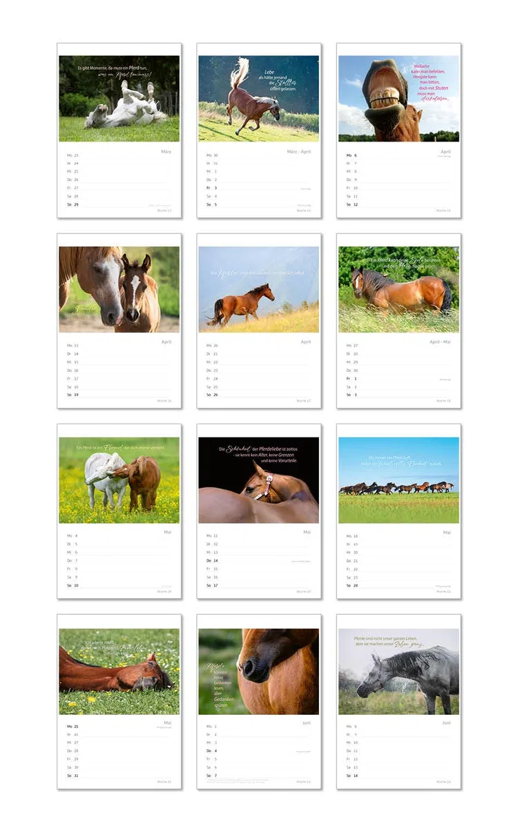 Edition Seidel Premium Kalender Pferde Wochenkalender 2026 Format DIN A4 Wandkalender Pferdekalender mit vielen Bildern und schönen Sprüchen Tiere Pferd Stute Fohlen