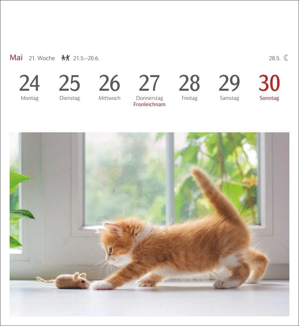 Katzen Postkartenkalender 2027 - Wochenkalender mit 53 Postkarten: Jede Woche ein süßes Kätzchen im Postkarten-Fotokalender. Tischkalender für Katzenfans