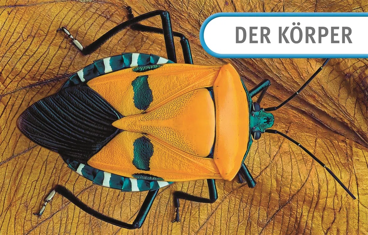 Unsere Welt in 1000 Bildern. Insekten: Käfer, Spinnen, Schmetterlinge und Skorpione. Die Welt der Gliederfüßer einfach erklärt. Für Kinder ab 8 Jahren
