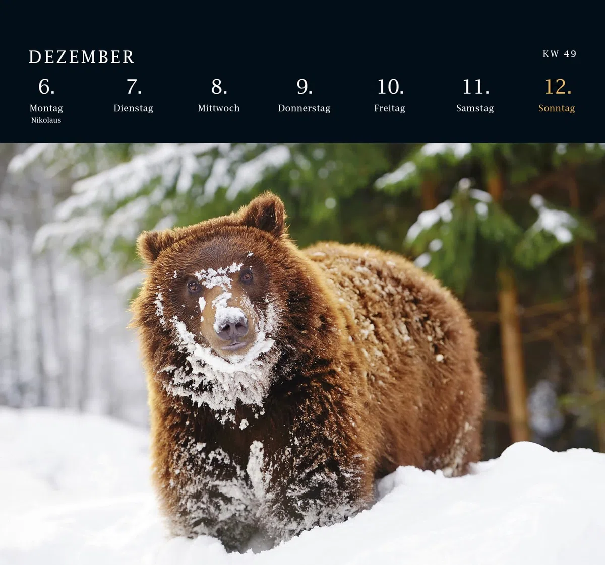 Postkartenkalender 2027: Von Pechvögeln und bunten Hunden: Ein tierisch guter Wochenkalender | Zum Aufstellen, Tischkalender mit Spiralbindung und 53 Postkarten zum Heraustrennen