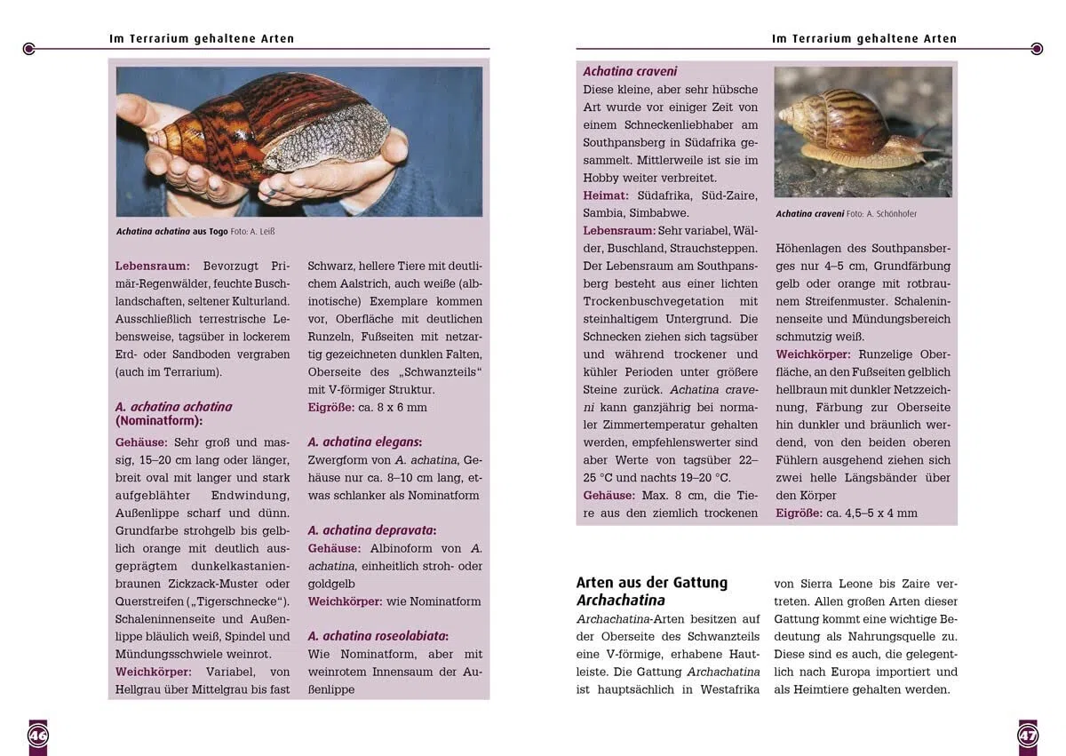 Achatschnecken: Die Familie Achatinidae (Buchreihe Art für Art Terraristik)