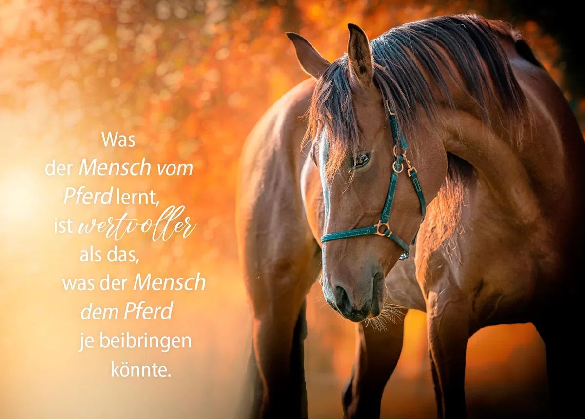 Edition Seidel Premium Kalender Pferde Wochenkalender 2026 Format DIN A4 Wandkalender Pferdekalender mit vielen Bildern und schönen Sprüchen Tiere Pferd Stute Fohlen