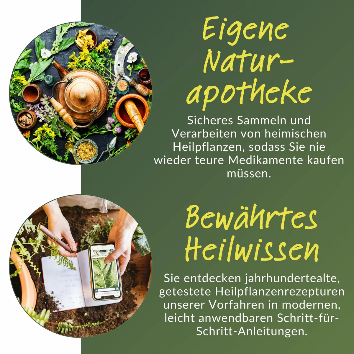 Heilpflanzen Rezepte für den Alltag - 100+ wirkungsvolle Anwendungen für jede Jahreszeit: Wie Sie mit heimischen Kräutern häufige Beschwerden natürlich lindern und Ihre Gesundheit nachhaltig stärken