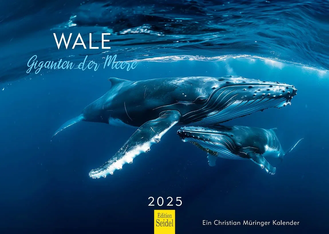 Edition Seidel Premium Kalender Wale Giganten der Meere 2025 Format DIN A4 Wandkalender Wal Buckelwal Belugawal Orca Meer Ozean Unterwasser Welt Christian Müringer