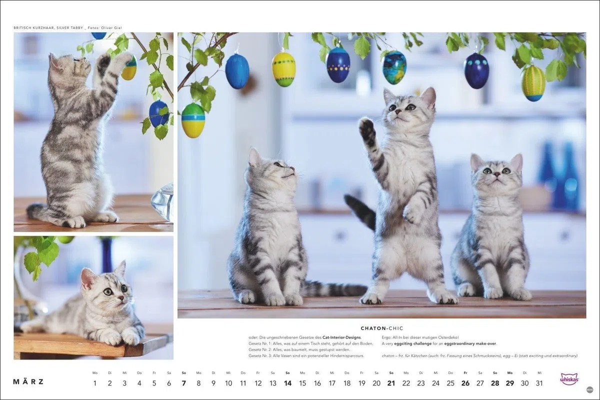 Whiskas Katzenkalender 2027: Foto-Wandkalender mit süßen Katzen und lustigen Geschichten. Wandkalender 2027 in schönem Design. Bildkalender 2027. Querformat 45 x 30 cm.