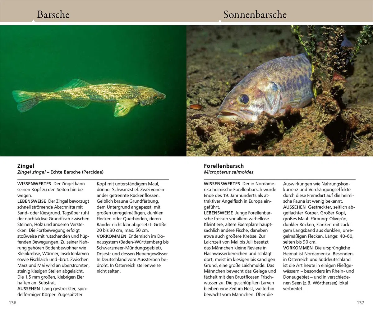 Welcher Fisch ist das?: KOSMOS - Naturführer für Süßwasserfische Mitteleuropas - Alle Fische in ihrem natürlichen Gewässer