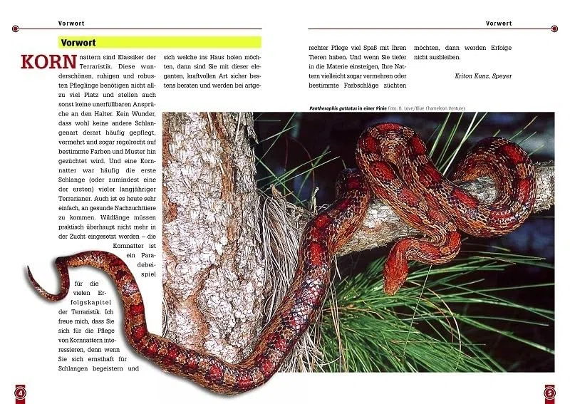 Die Kornnatter: Pantherophis guttatus (Buchreihe Art für Art Terraristik)