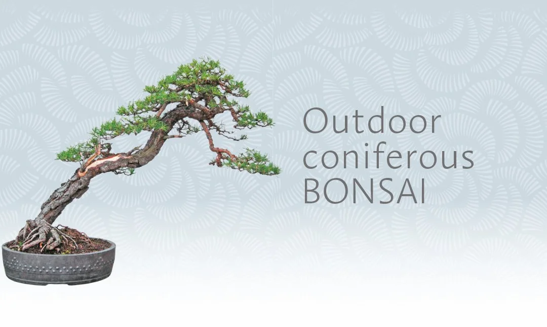 The Bonsai Beginner's Bible: The definitive guide to choosing and growing bonsai (Octopus Bible Series)