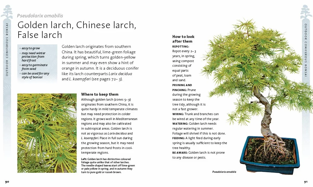 The Bonsai Beginner's Bible: The definitive guide to choosing and growing bonsai (Octopus Bible Series)
