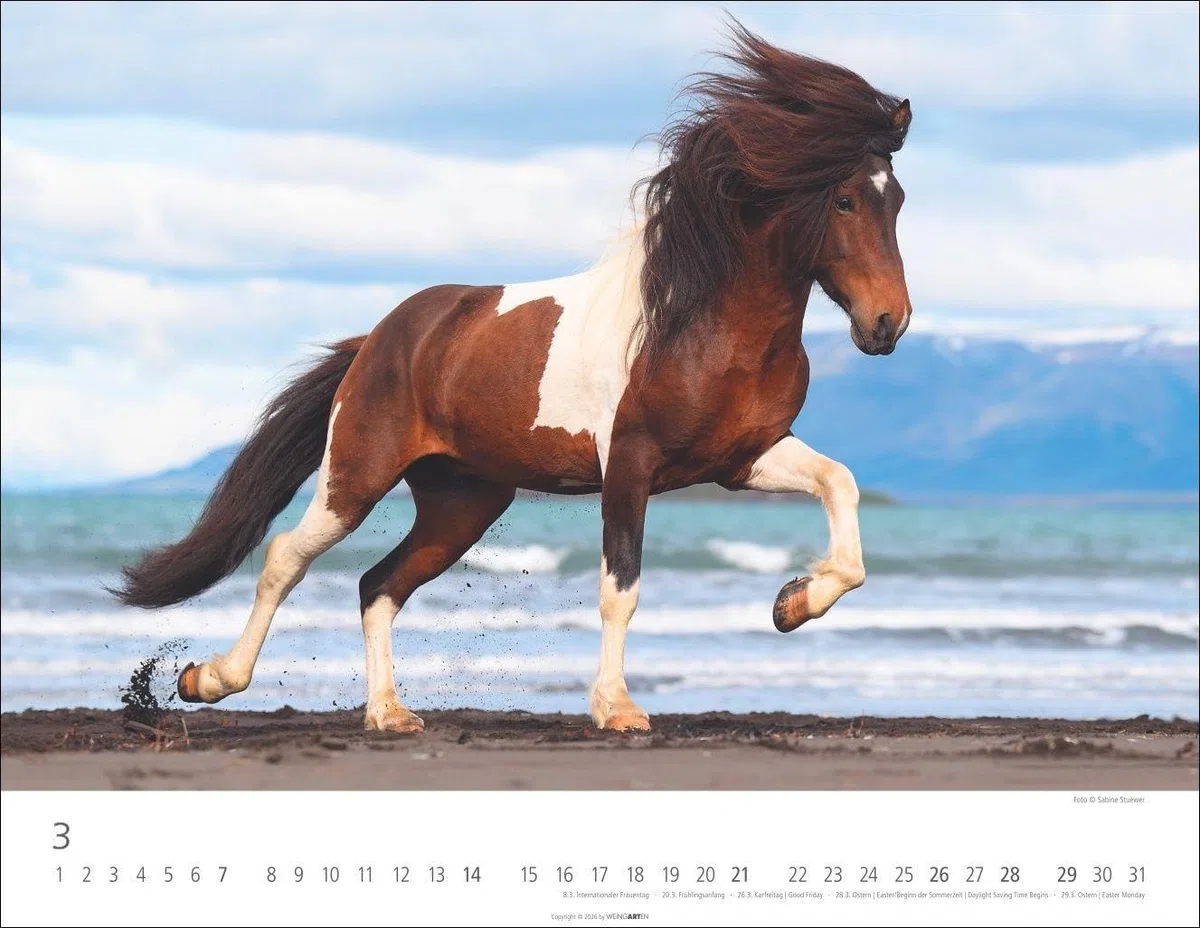 Islandpferde Kalender 2027: Fotokalender mit Porträts der charaktervollen Pferderasse. Großer Wandkalender von Sabine Stuewer. 44 x 34 cm Querformat