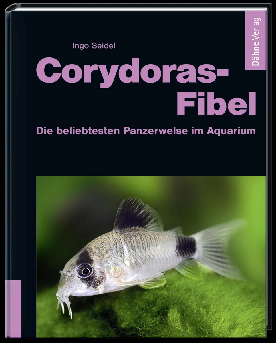 Corydoras-Fibel: Die beliebtesten Panzerwelse im Aquarium