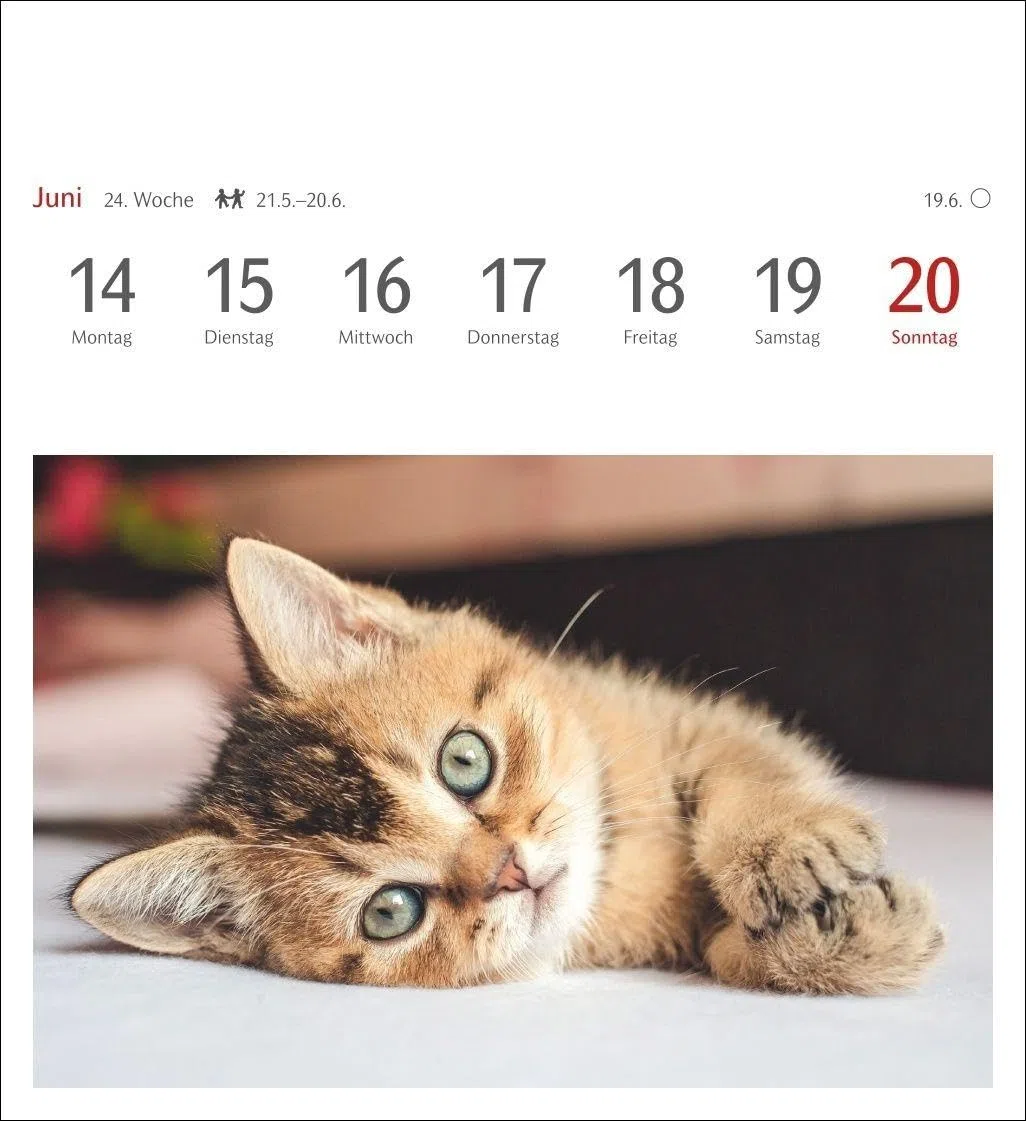Katzen Postkartenkalender 2027 - Wochenkalender mit 53 Postkarten: Jede Woche ein süßes Kätzchen im Postkarten-Fotokalender. Tischkalender für Katzenfans