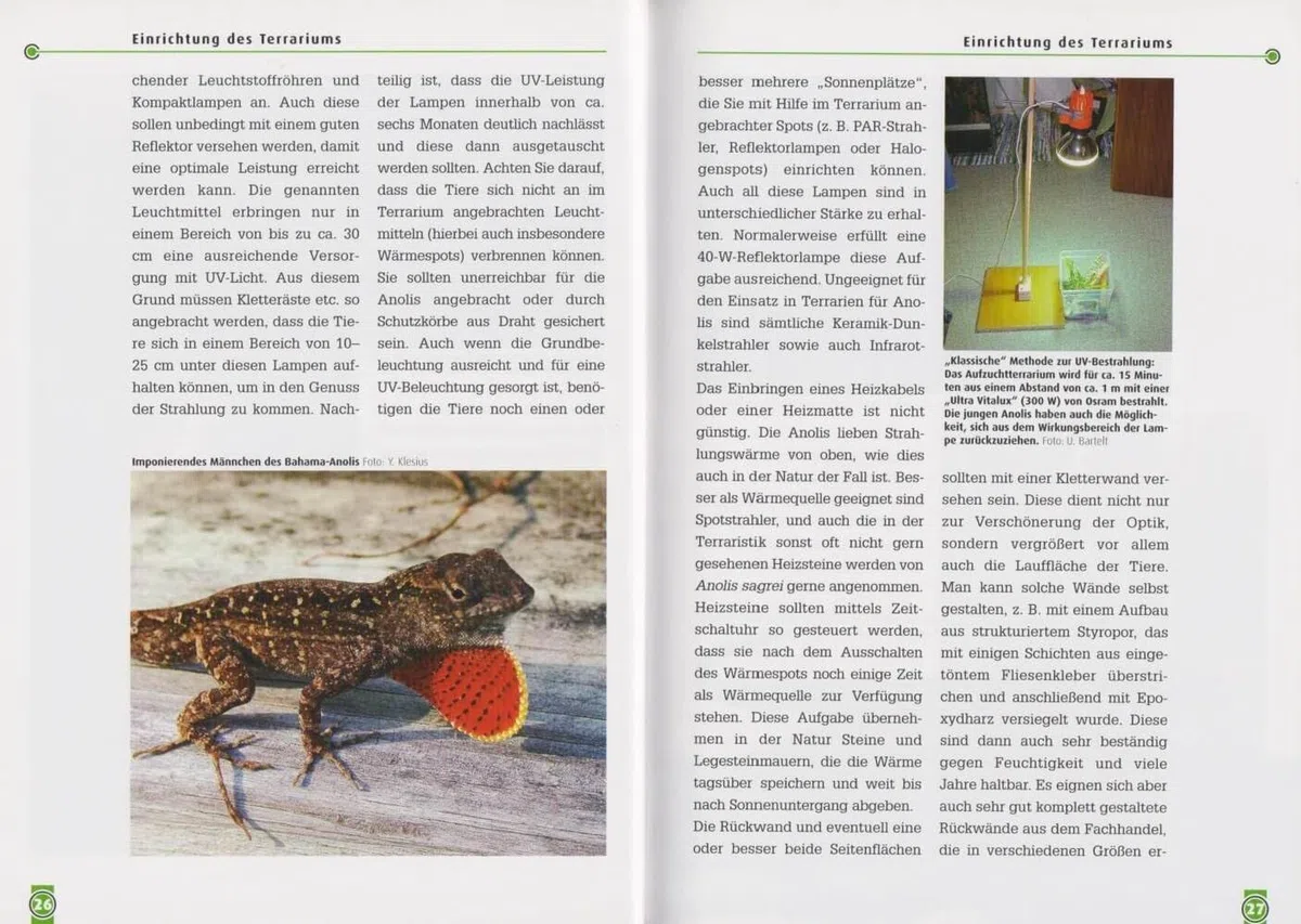 Der Bahama-Anolis: Anolis sagrei (Buchreihe Art für Art Terraristik)