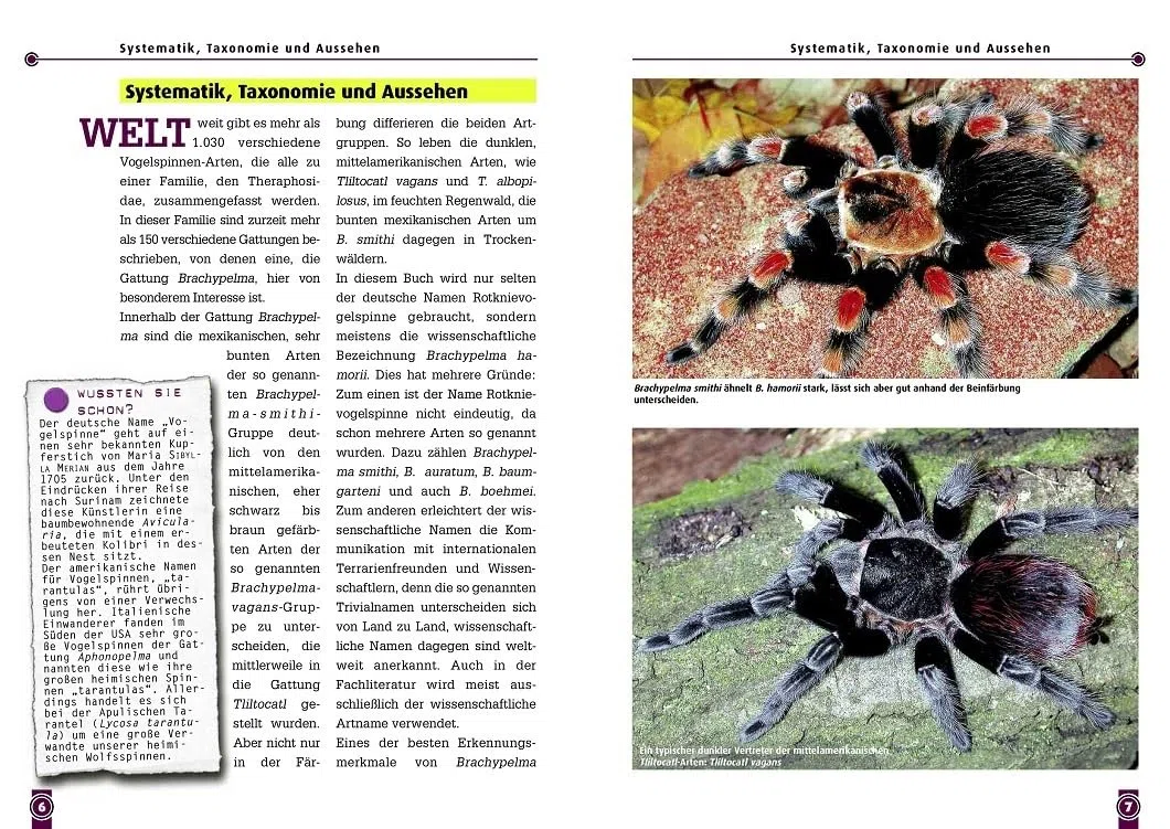 Die Rotknievogelspinne. Brachypelma smithi